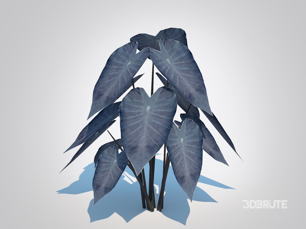 Colocasia esculenta -Black Taro Image 6