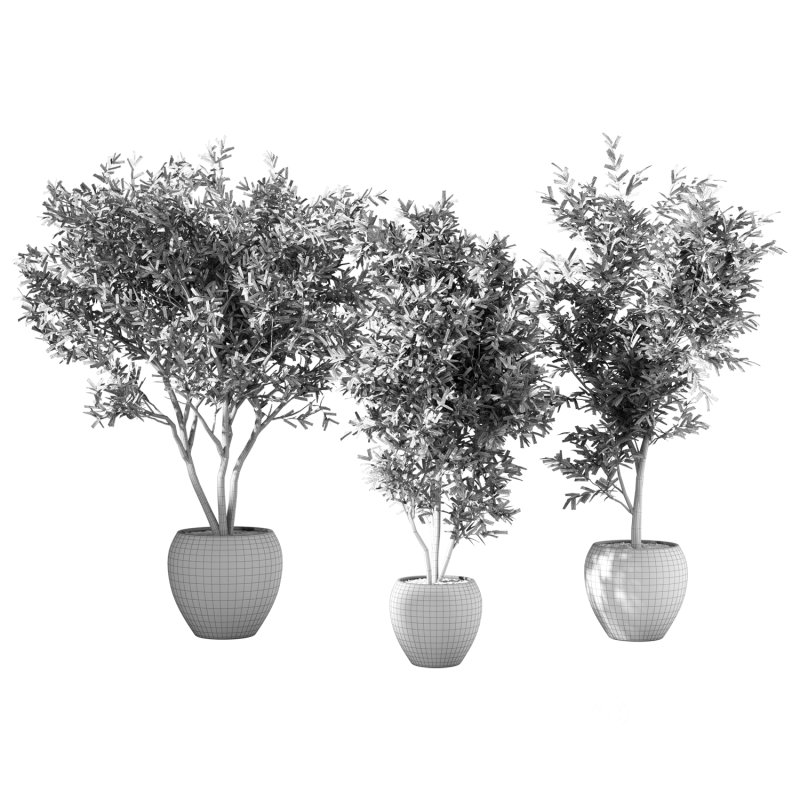 Olive Tree Indoor Plant Set.15 Image 2