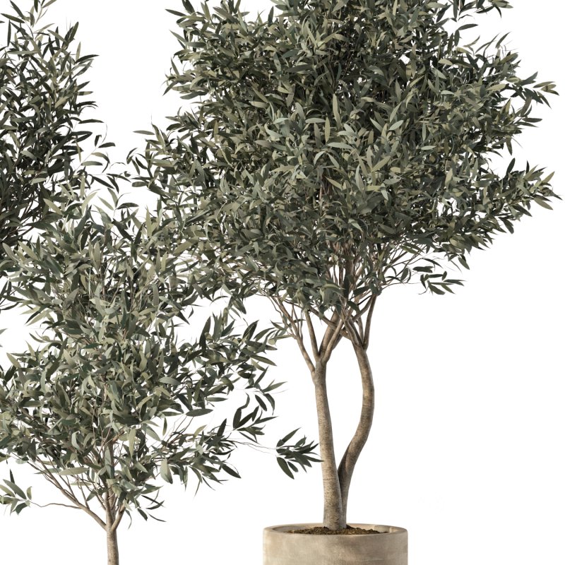 Olive Tree Indoor Plants Set.5 Image 4