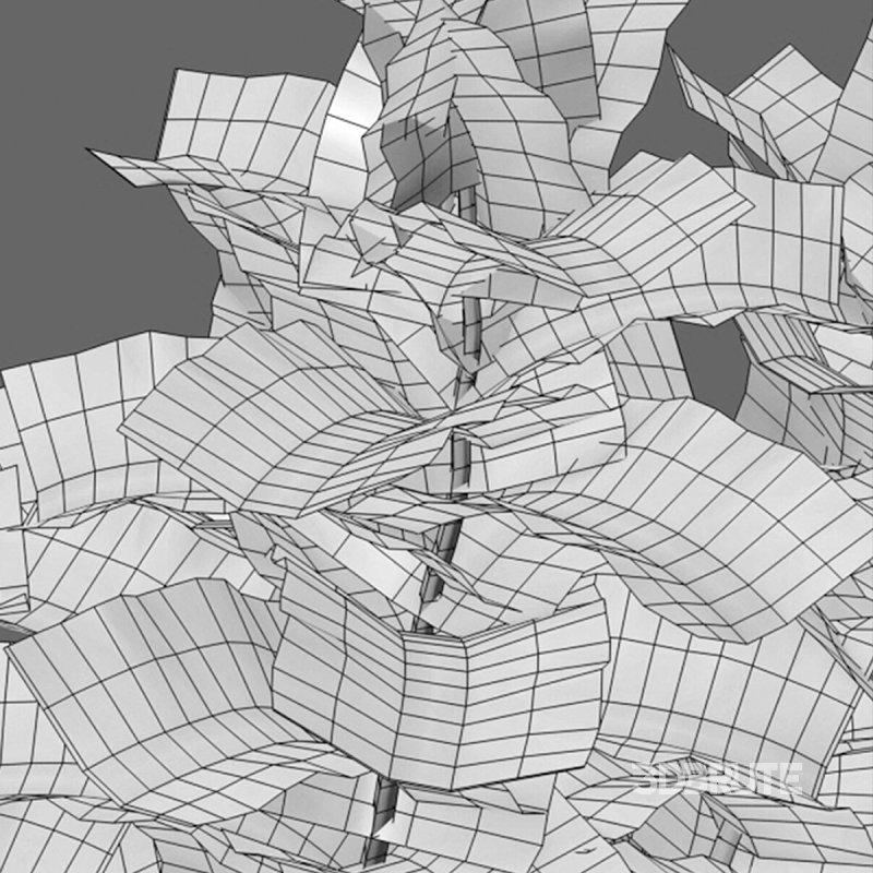 Ficus Lyrata – Ficus pandurata Image 7