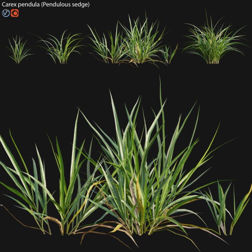 Carex pendula – Pendulous sedge -01