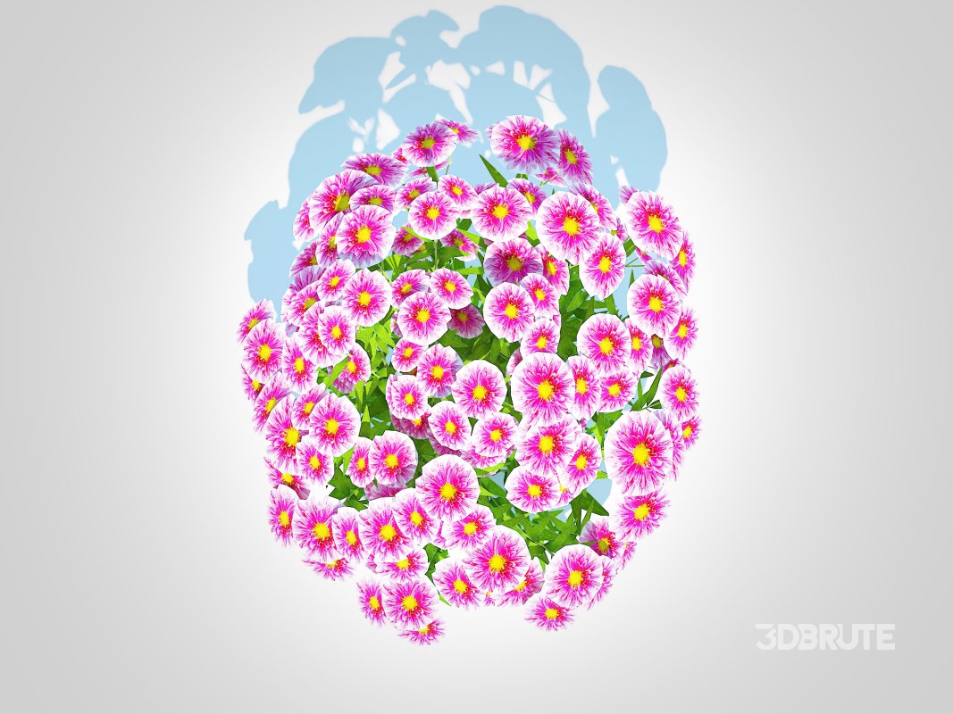 Aster novi-belgii – Dawrf Aster – pink Image 3