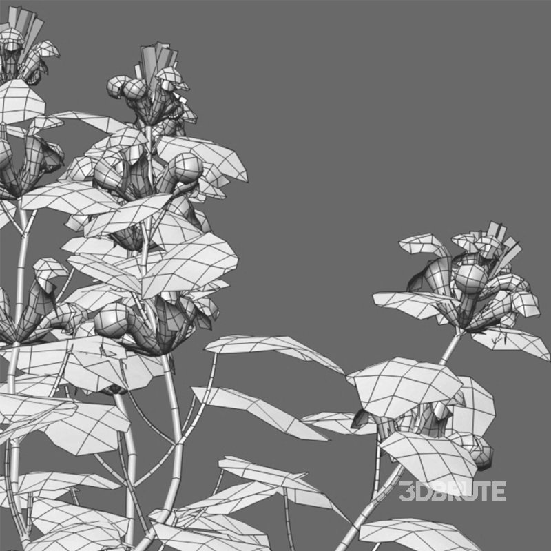 Lamium orvala – Balm-leaved white deadnettle – 02 Image 3