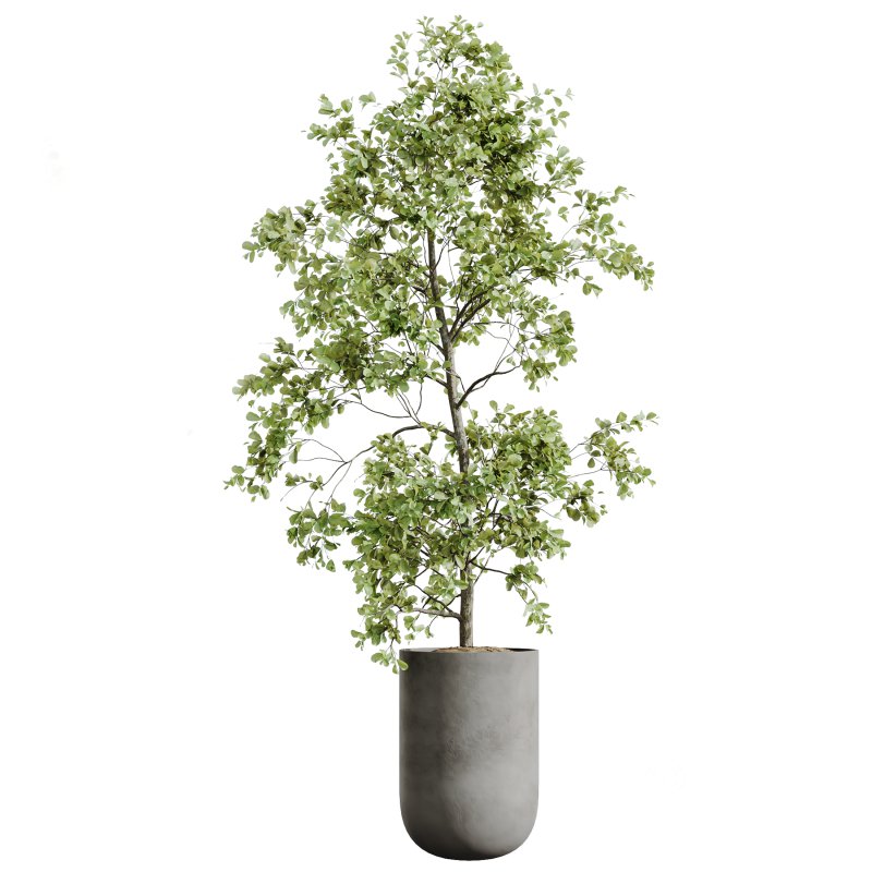 AV Indoor plants set 199 Mission Olive and Yucca Aloifolia Rostrata Palm and Briful Aquatica Grand Artificiel Image 4