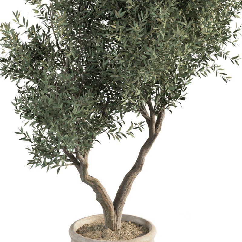 Olive Tree Indoor Plant Set.11 Image 3