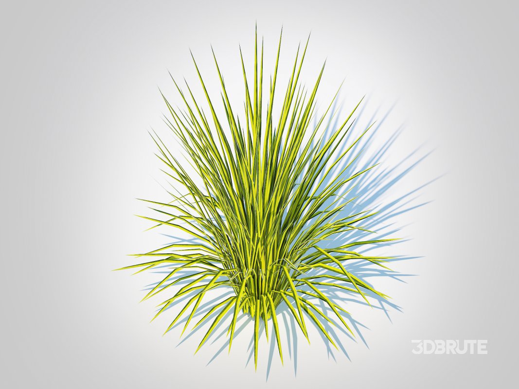 Acorus gramineus Oborozuki – Sweet Flag Image 3