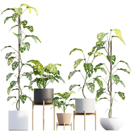 Monstera Adansonii – Swiss Cheese Plant – 02