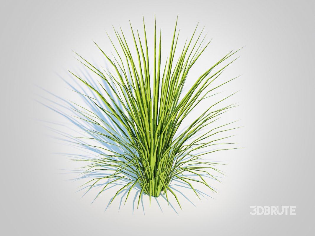 Acorus gramineus variegatus – Sweet Flag Image 5