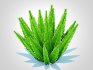 Asparagus densiflorus – Foxtail Fern - Thumbnail 5