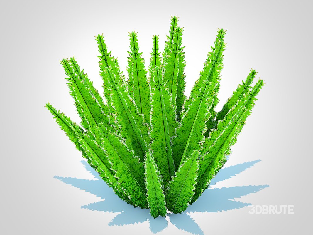 Asparagus densiflorus – Foxtail Fern Image 5