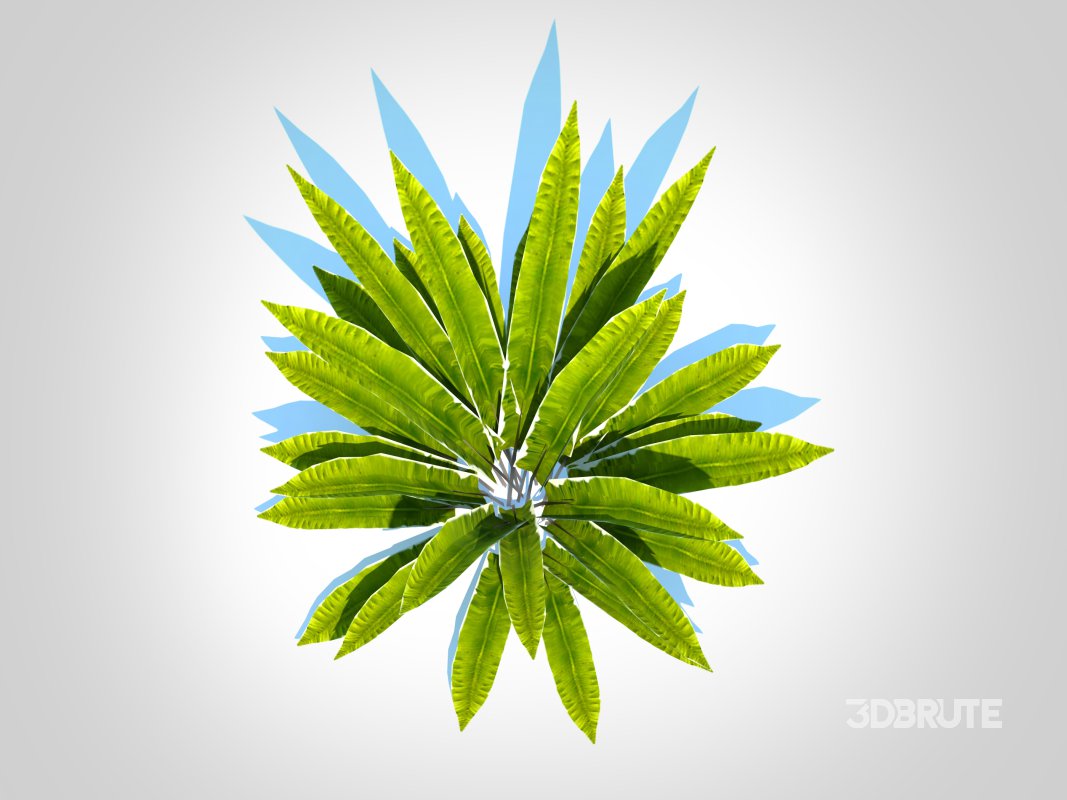 Asplenium scolopendrium – Hart’s-Tongue Fern Image 4