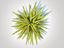 Carex siderosticha ‘Banana Boat - Thumbnail 4