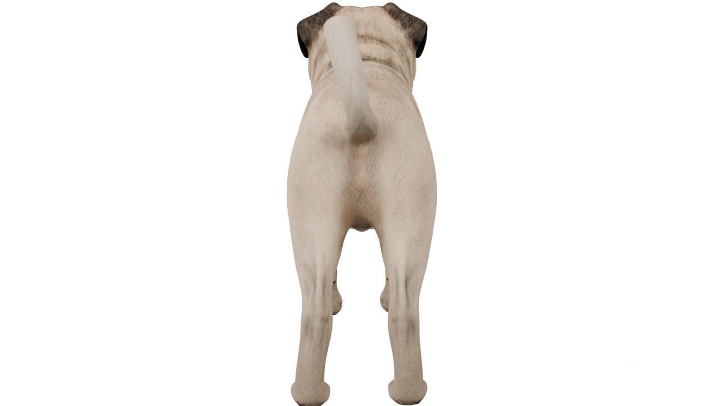 Pug Image 2