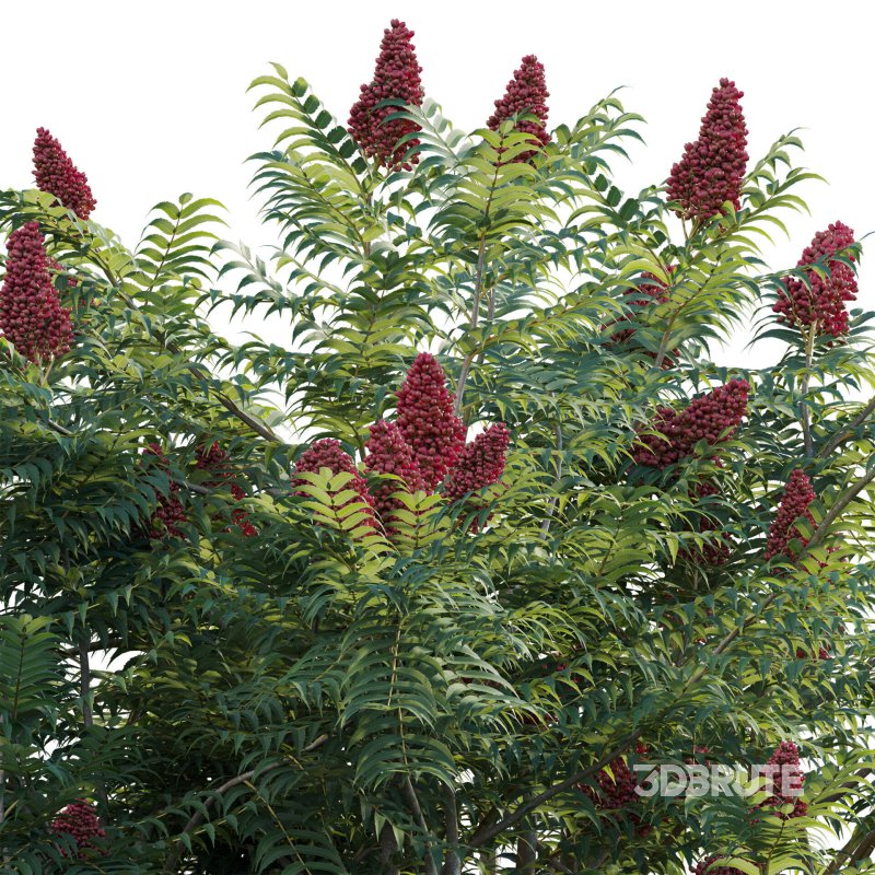 Rhus typhina – Staghorn Sumac 02 Image 4