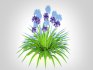 Agapanthus Africanus-dwarf-blue - Thumbnail 4