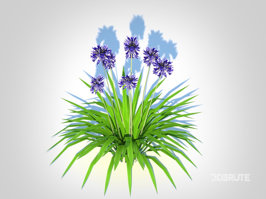 Agapanthus Africanus-dwarf-blue Image 4