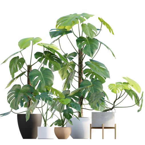 Monstera deliciosa