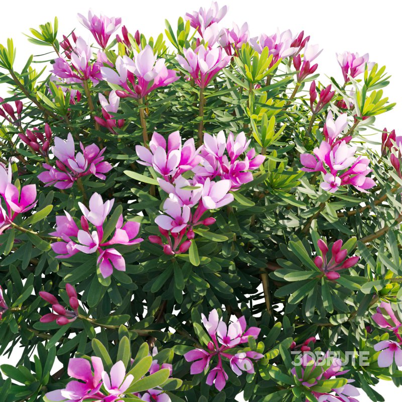 Daphne arbuscula – Shrubby daphne 01 Image 4