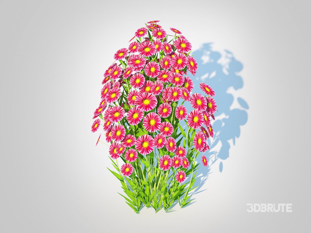 Aster novi-belgii – New York Aster – Red Image 4