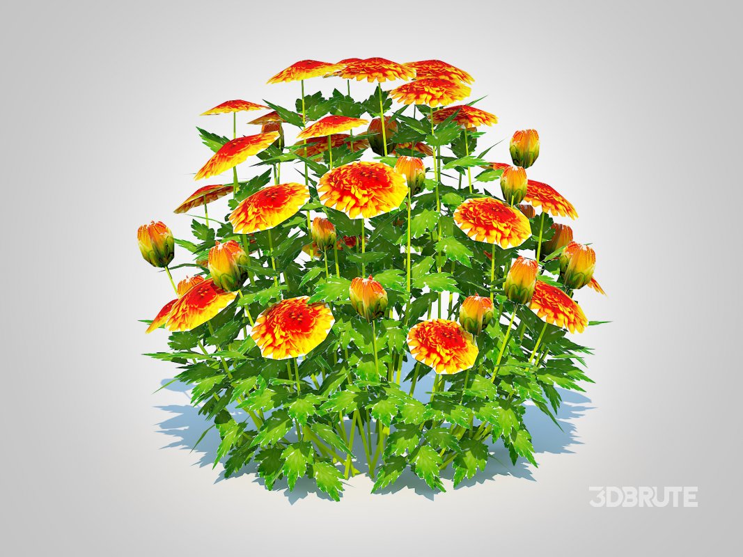 Chrysanthemum – Hardy Mum_orange Image 4