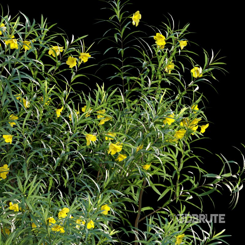 Thevetia Peruviana – Cascabela Thevetia – 02 Image 2