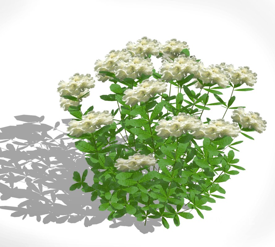 Azalea (White) Image 2