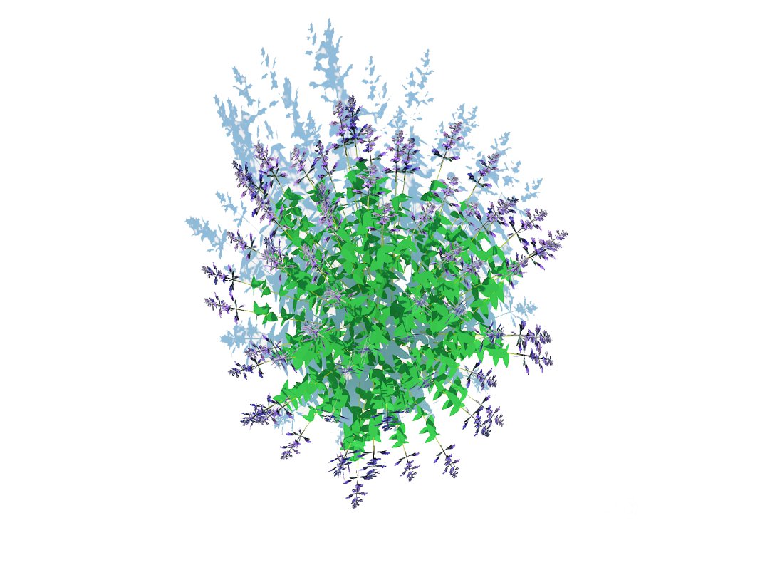 Nepeta fassenii-blue catmint Image 1