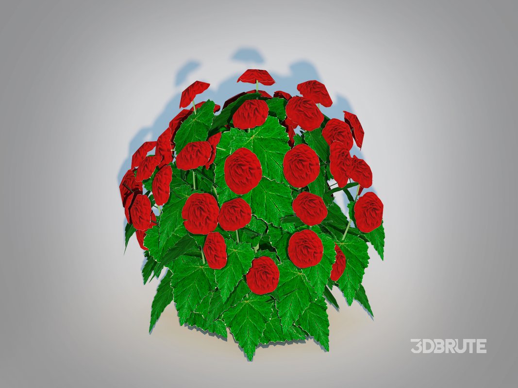 Begonia -Red Image 3