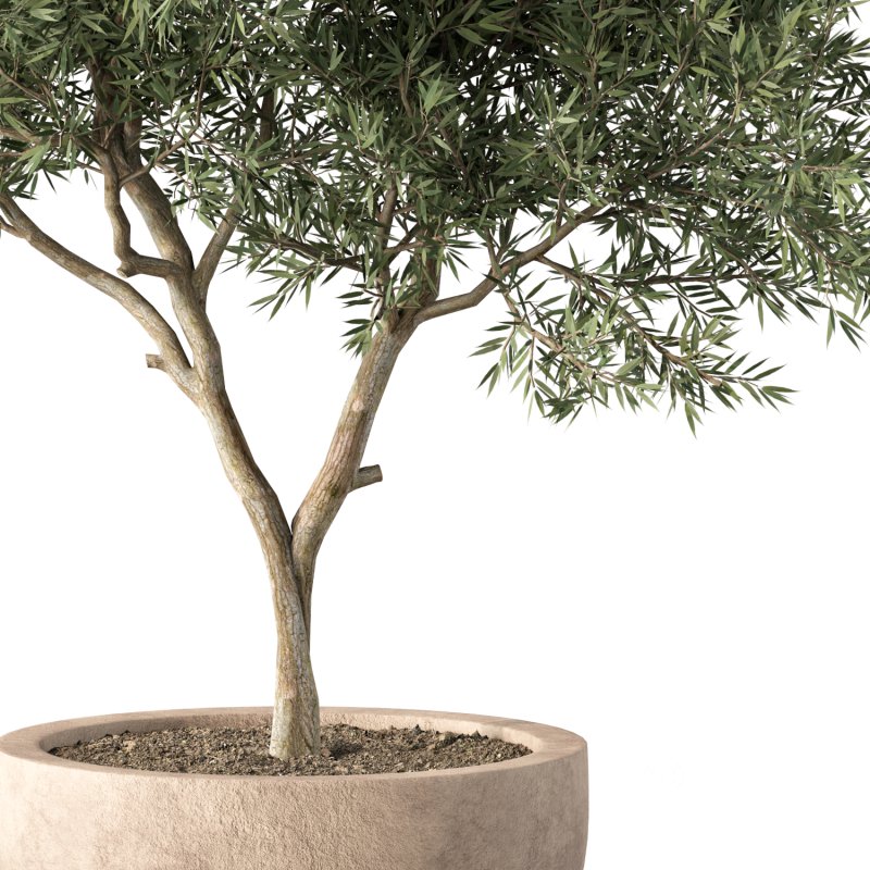 Olive Tree Indoor Plant Set.4 Image 2