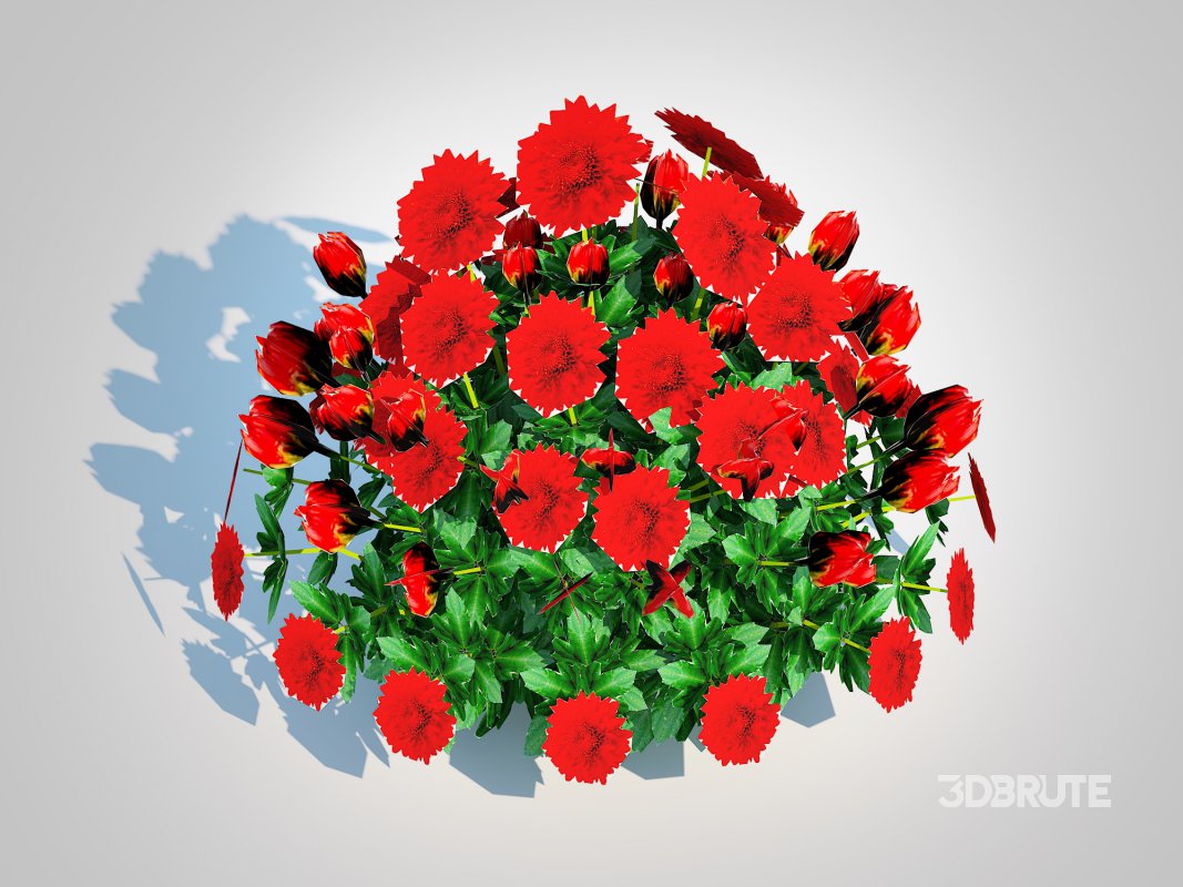 Chrysanthemum – Hardy Mum_red Image 2