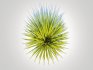 Carex elata – Bowles Golden Sedge - Thumbnail 5