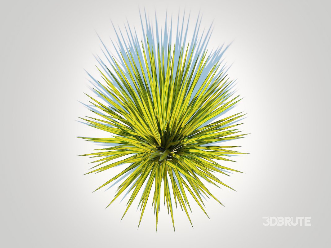 Carex elata – Bowles Golden Sedge Image 5