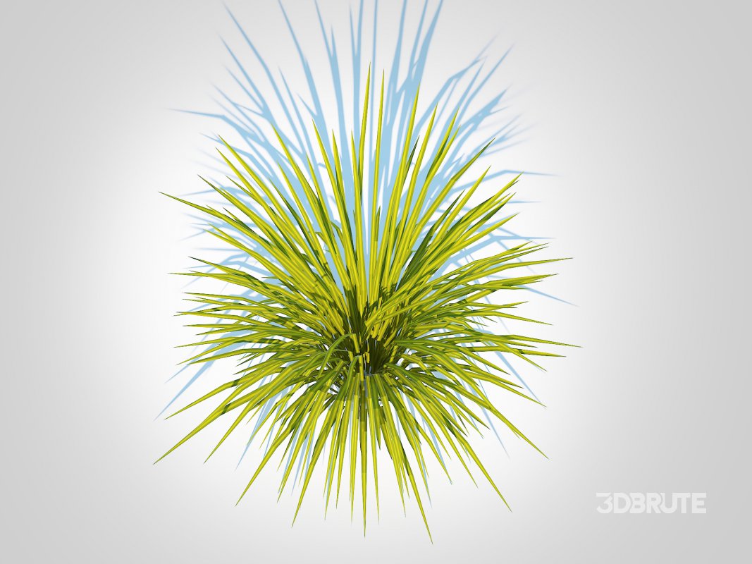 Acorus gramineus Ogon – Sweet Flag Image 5