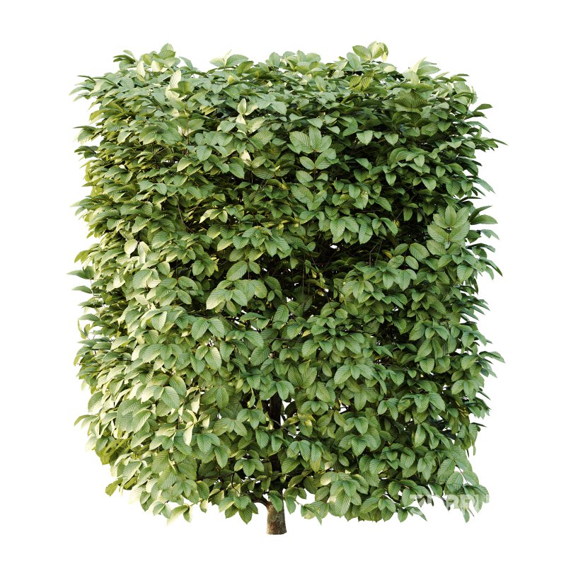 Carpinus Betulus Bush 02 Image 3