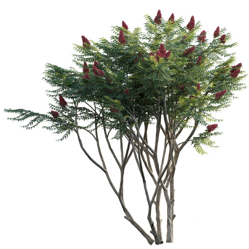 Rhus typhina – Staghorn Sumac 02 Image 2