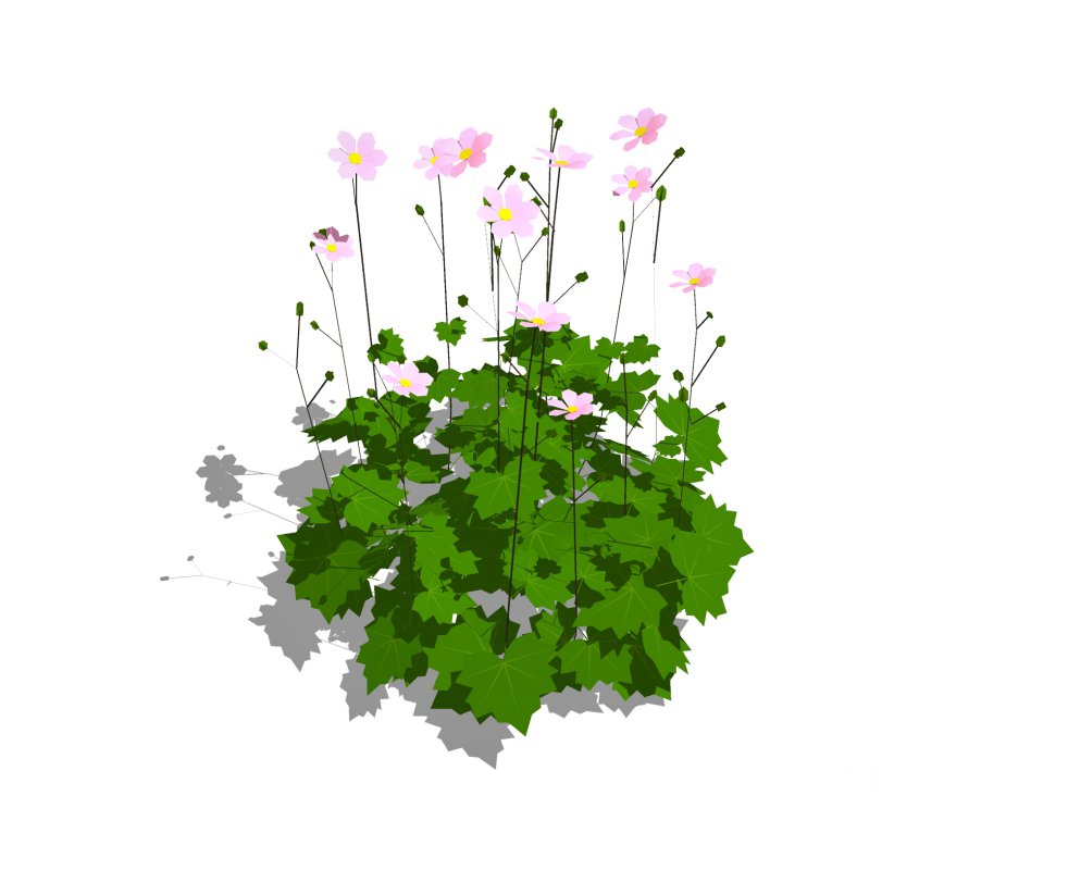 Anemone hybrida Image 4