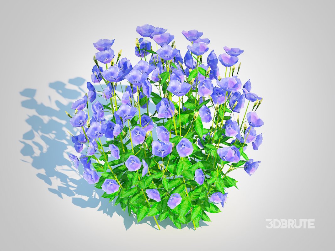 Campanula carpatica – Carpathian Bellflower_Blue Image 5