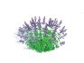 Nepeta fassenii-blue catmint - Thumbnail 3