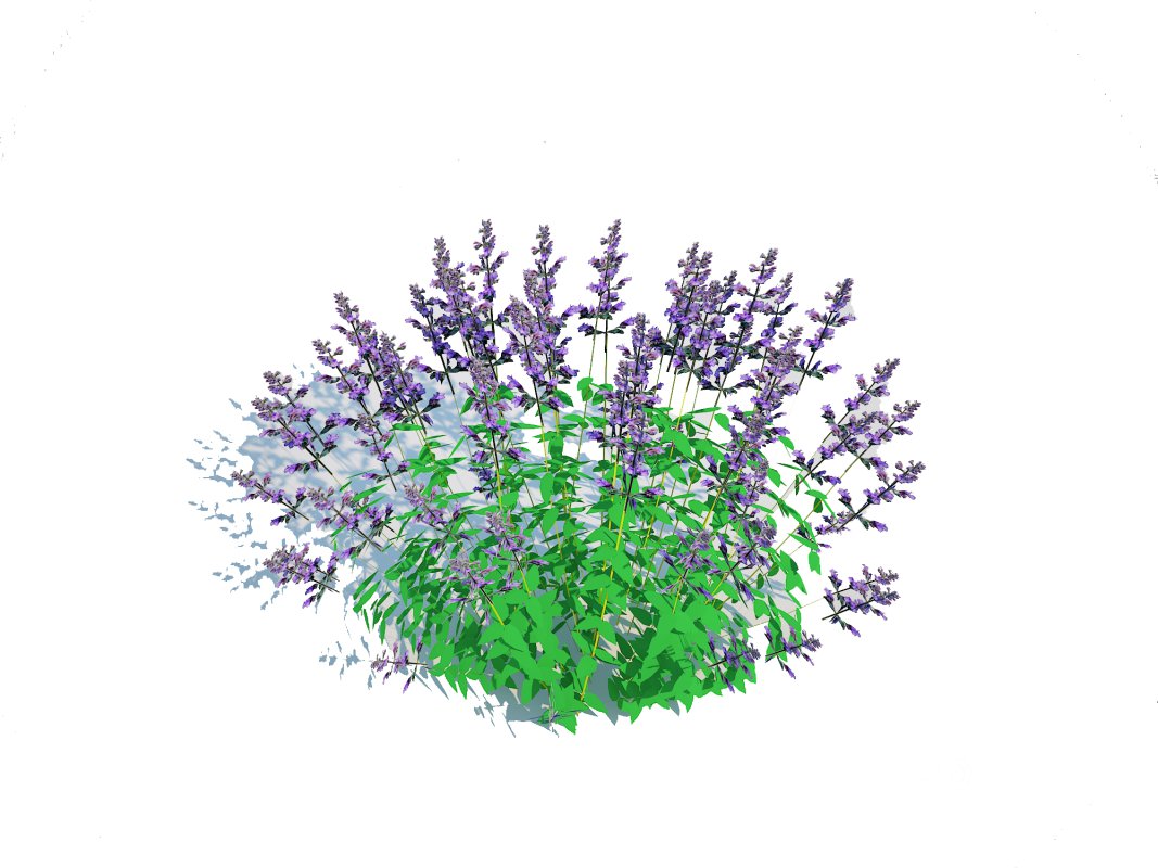 Nepeta fassenii-blue catmint Image 3