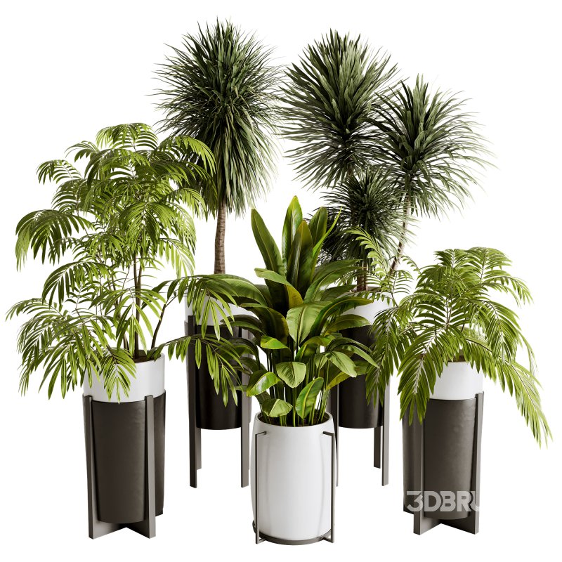 Indoor plants set173 Image 4