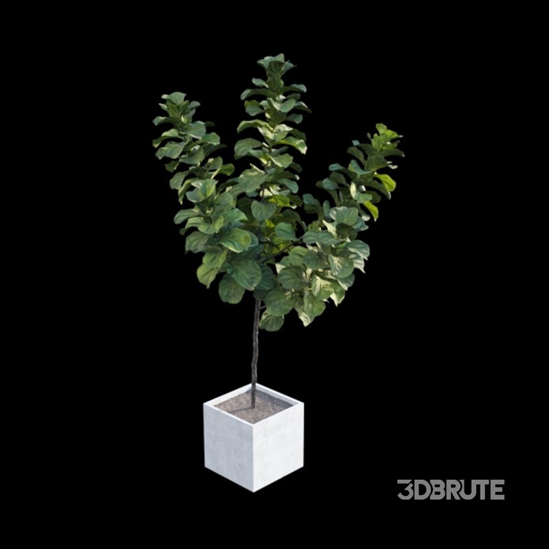 Ficus Lyrata – Ficus pandurata Image 4