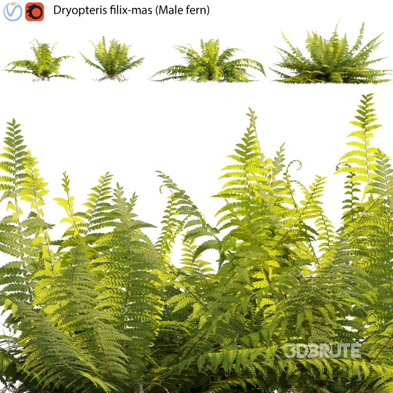 Dryopteris filix-mas – Male fern -01 Image 1