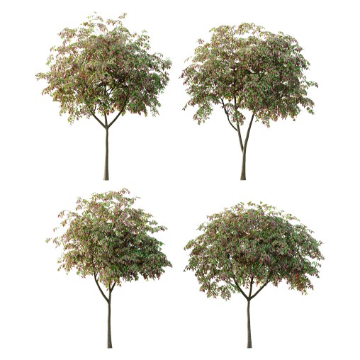 Cinnamomum burmannii Tree 03