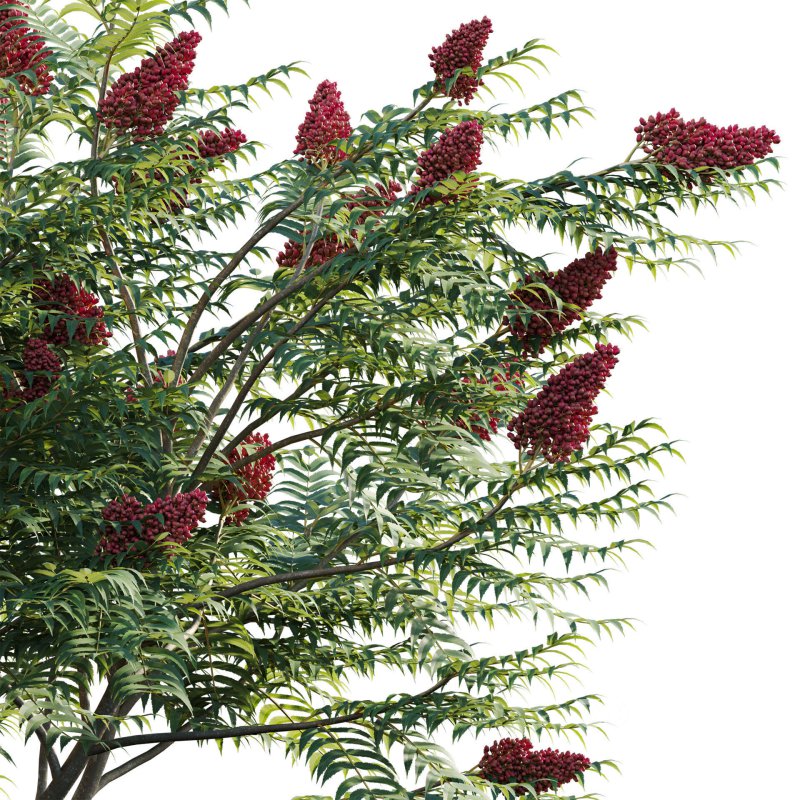 Rhus typhina – Staghorn Sumac 03 Image 4