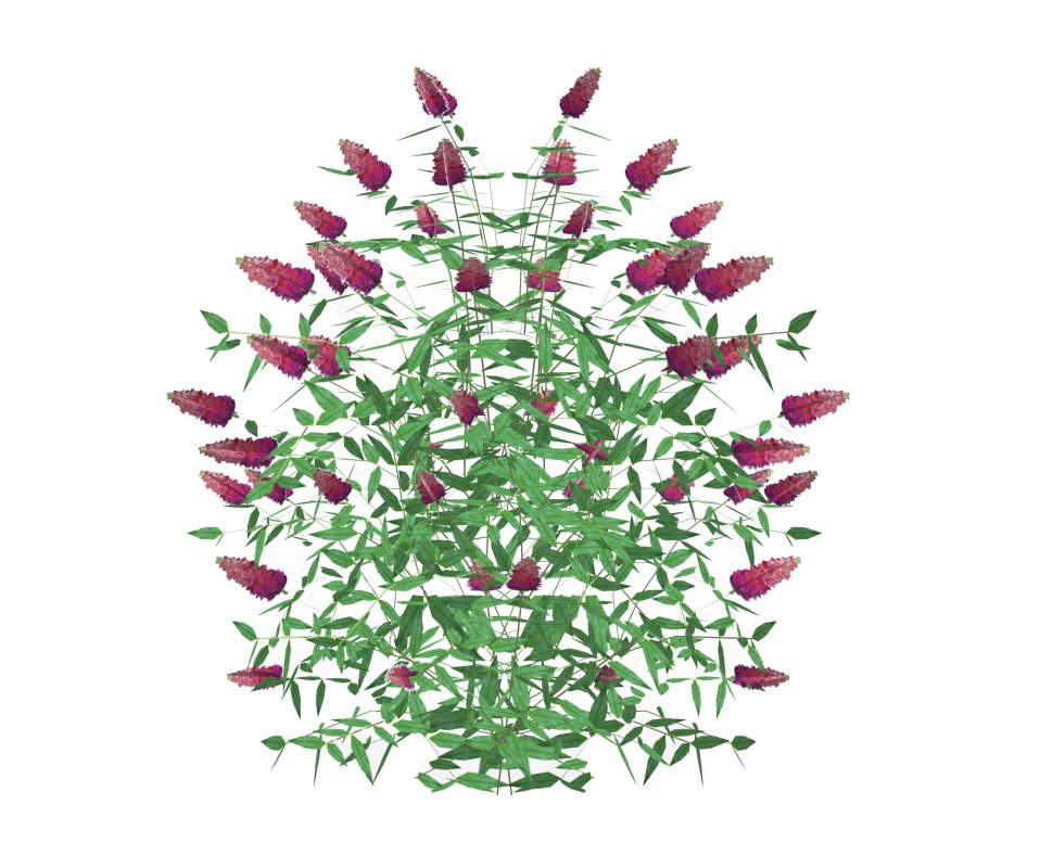 Buddleja Butterfly Bush Pink Image 3