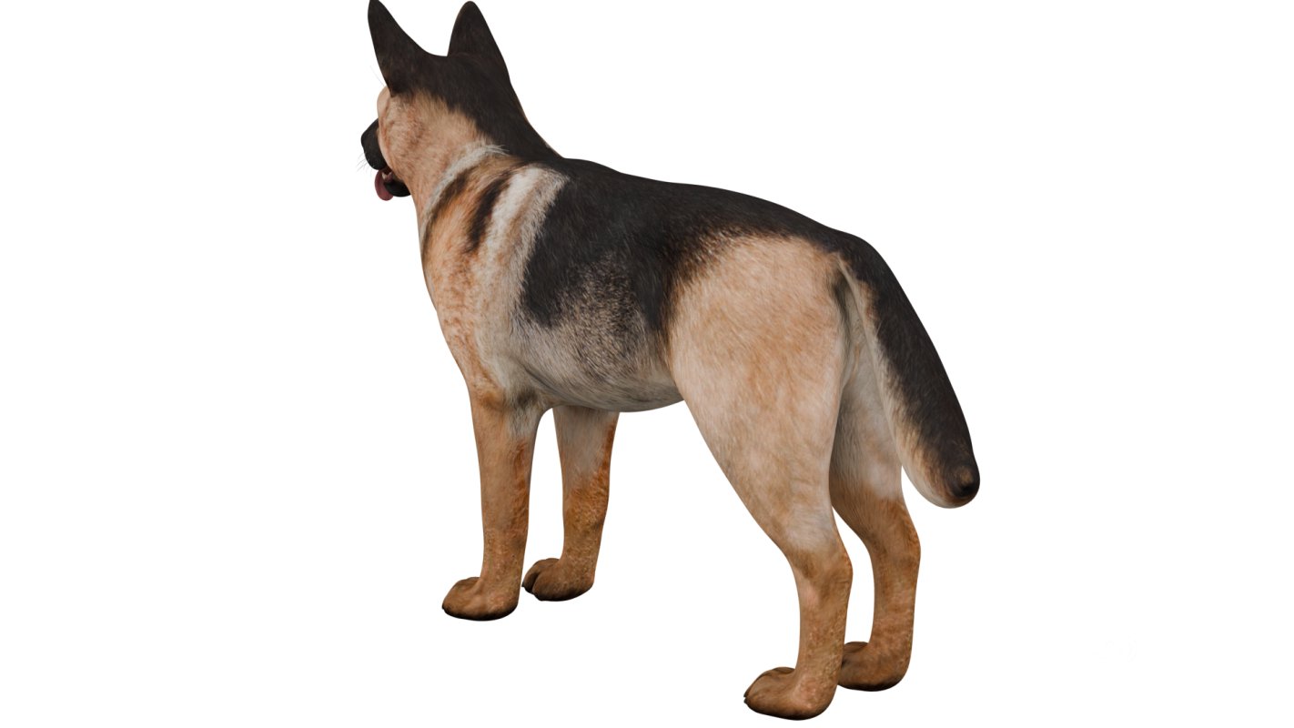 German Shepherd Image 2