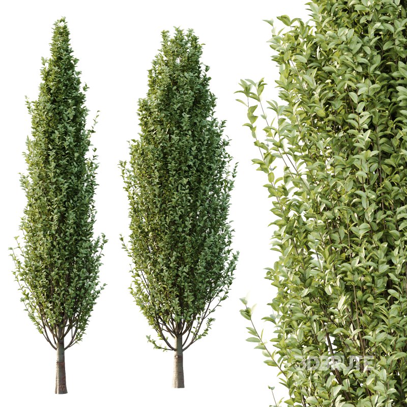 Carpinus Betulus Tree 04 Image 3