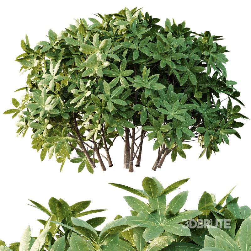 s: Oriental paperbush, mitsumata) is a plant in the family Thymelaeaceae. Image 3