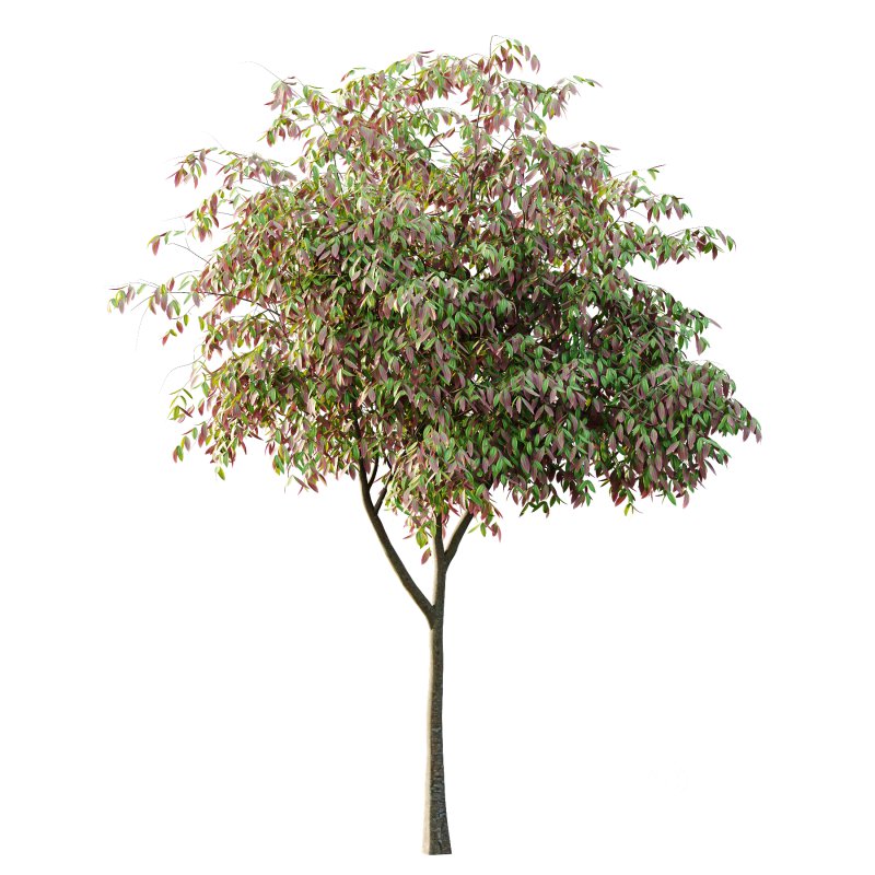 Cinnamomum burmannii Tree 03 Image 6