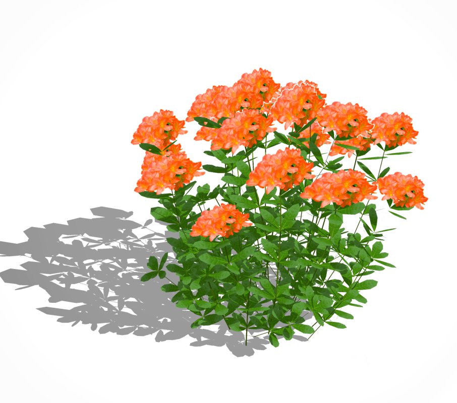 Azalea ( Orange, Pink, Red, White, Yellow) Image 1